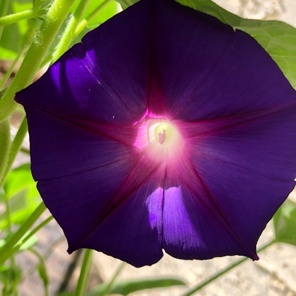 Meet your Posher, Jean - Picture 1 of 1